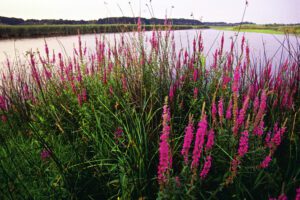 Purple Loosestrife blooms close to the Pere Marquette River.