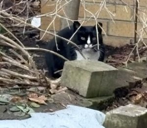 Chops Community Cats
